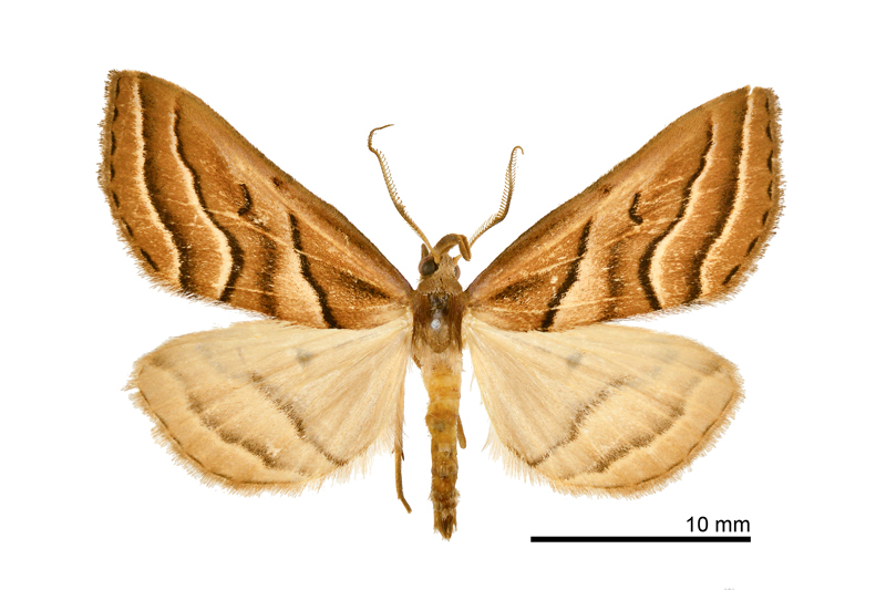 Mesoplectra mingtangshiaoi Male